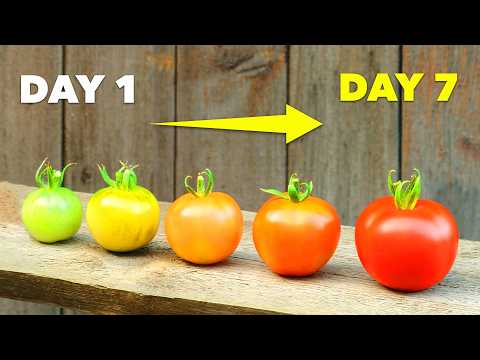 How to Ripen Green Tomatoes In Just 7 Days