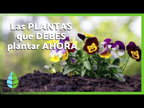 Las PLANTAS que debes plantar en MARZO en tu jardín para que esté espectacular esta primavera🪻🌸