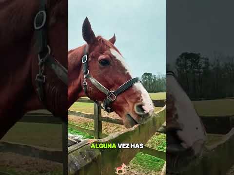 Cascos de caballo perdidos restaurados#amazing #animals