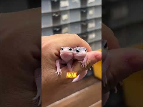 Cek website: wachigecko.com jika ingin adopt gecko ๐ซถ๐ป atau klik link di bio aja ๐ฅ