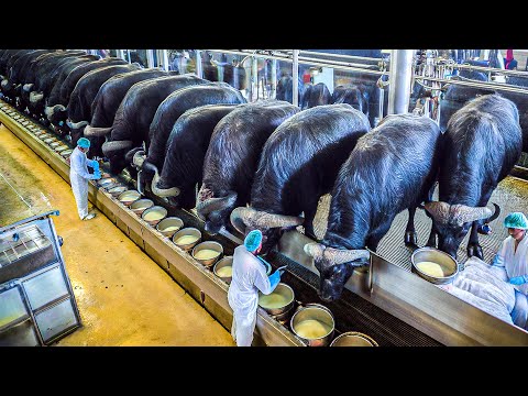 Millions Of Buffaloes Raised And Harvest For Milk, Cheese & Meat – Process Buffalo Meat In Factory