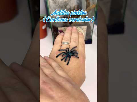 Correctly handing a tarantula Part 3. #tarantula #spider #pets #fyp #wildlife #animals #caribbean