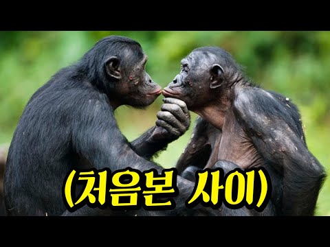 상대를 가리지 않는 보노보