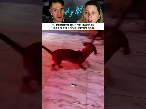 Perrito agarra un palo para defender a su dueña de la vecina