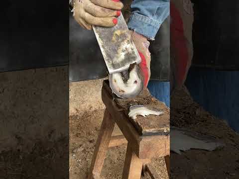 Great hoof trimming video extremely comfortable丨ASMR丨Donkey hoof cutting sound