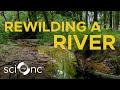 Ecosystem Restoration and Wildlife Impact