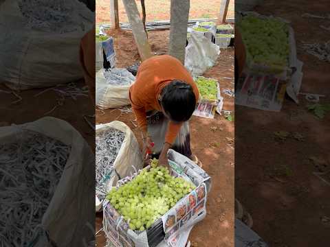 Grapes Harvesting #telugu #greengrape #harvesting #grapes #shorts #grow #youtube #ytshorts