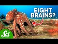 Understanding Octopus Intelligence