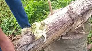 ගැමියා කාබනික වගාව_ - Use Banana Stems for Organic Farming