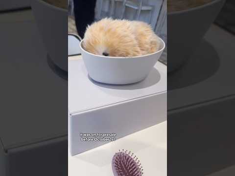 Meet Moflin, A $429 AI Pet Companion Robot