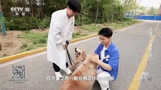 《创新进行时》 20250808 “毛孩子”的高铁之旅（二） | CCTV科教