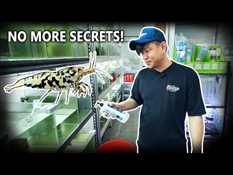 Master Shrimp Breeder Reveals His Top Secret! Another day in the Shrimps Affair store and today the master shrimp breeder Darick reveals all his s