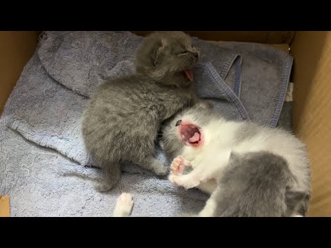 The kittens woke up and yawned.