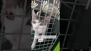 Exporferia de las mascotas PetsLovers 2021