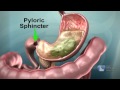 Digestive System Functions and Processes