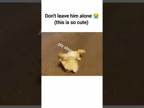 #cats #kittens #duck #pets #petlover #dogs #puppies #cute #memes #trending #fypシ