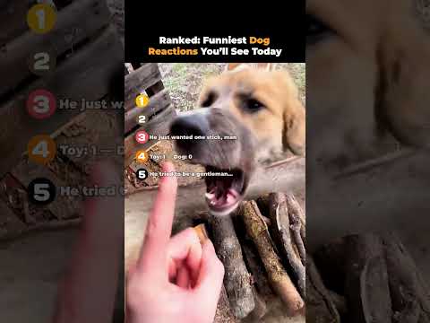 Ranked- Funniest Dog Reactions You’ll See Today 🤣🐶 | You’ll Laugh 101% Guaranteed!