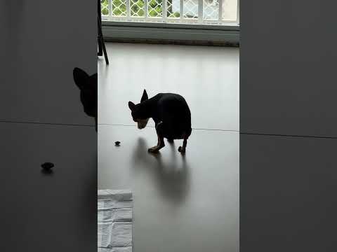 DIETA DE CABELO