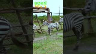 Zookeeper, nadaganan ng zebra #shorts | Born To Be Wild