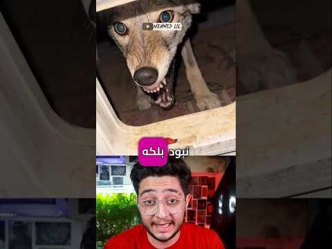 حیوان خانگی این مرد یه گرگه!😬