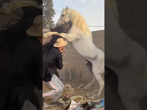 موقف من ايوب يوم