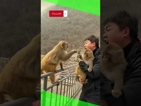 thanh niên đứng cãi nhau với khỉ và cái kết