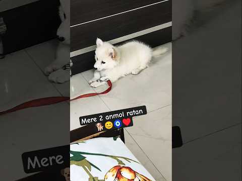 Mere 2 anmol ratan #dog #cute #ytshorts #trending