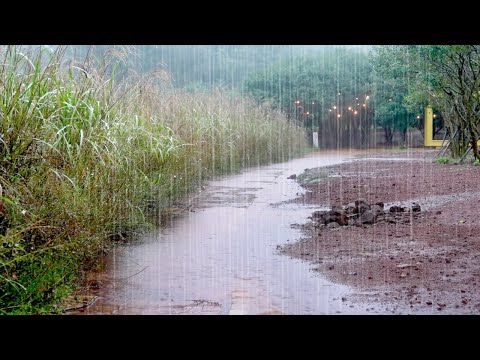 Overcome Stress and Insomnia with Pouring Rain, Sleep-Inducing Rain Sounds, White Noise