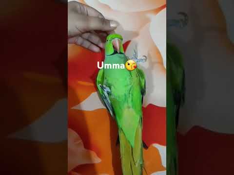 Isn’t he so cute 😘? #birds #parrot #shorts #praptytalukder