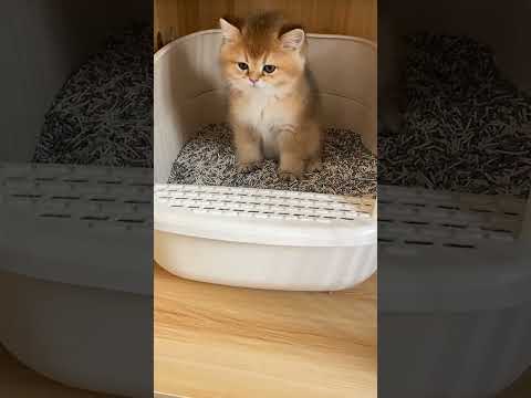 Doing cat 😂