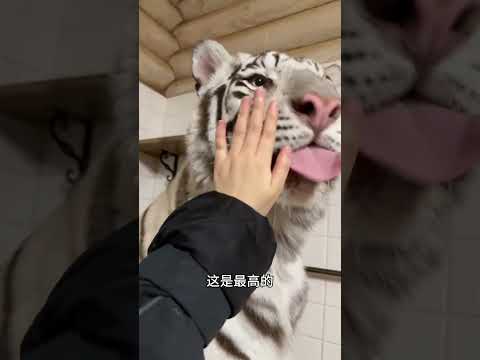 參見虎虎大王【宮百萬】#萌寵 #寵物#funny #shorts #萌寵#白虎#宮百萬