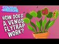 Venus Flytrap Knowledge Assessment
