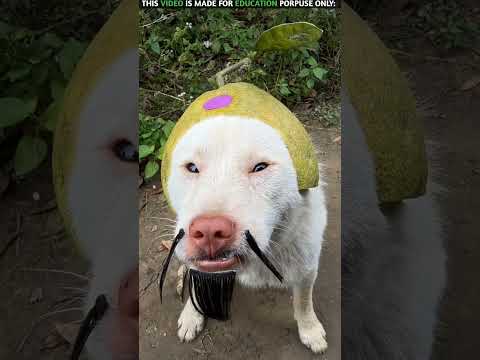 Damru on the hero 😨I New viral Gadgets ,smart Appliances, kichan Utensils /Homa lnventions