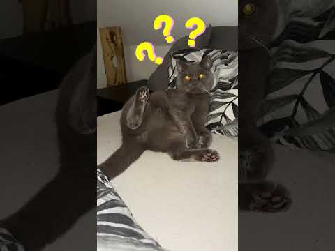 Entschuldige dich NICHT, wenn du auf den Schwanz deiner Katze trittst! #cat #catsofyoutube #katze