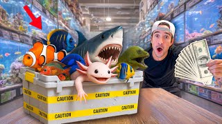 I Bought Fish With No Budget...
