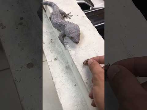 🔥#TIMELAPSE, START to FINISH Alone BUILDLOG Cabin (Wooden House), #gecko #reptiles #lizard , kps1