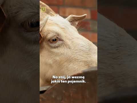 Oj czyżby kolejne zgrzyty u „Młodych Wilków”? 🫣🐺