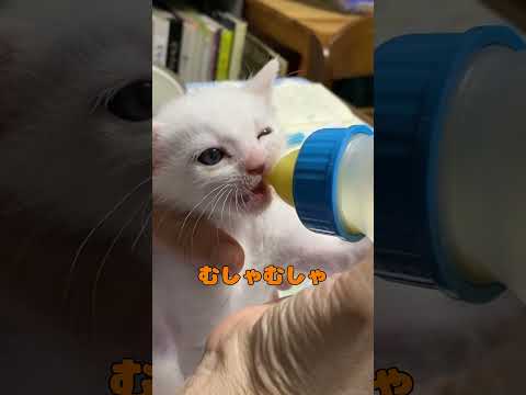 ミルクの飲み方が下手すぎる赤ちゃん猫が可愛い