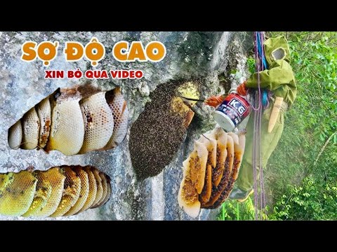 TREO NGƯỜI TRÊN VÁCH NÚI TAI MÈO CHINH PHỤC TỔ ONG RỪNG