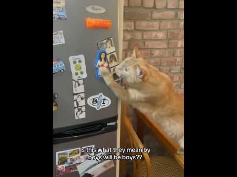Cats curiosity.😭🤣#funnycats #funnyanimals #petvideos #cat #funny #fyp #usa #cats