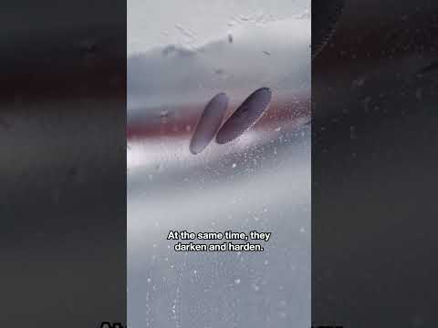 This Mosquito's Eggs Look Like Dirt and Are Amazingly Hardy | #DeepLook #Shorts