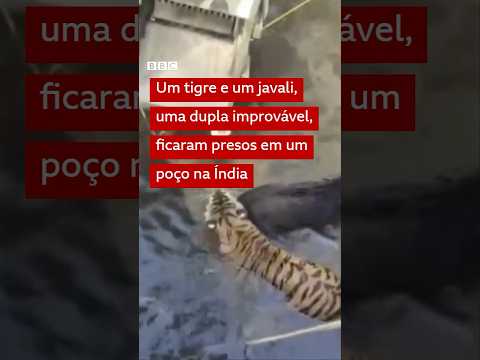 Roteiro de filme da Disney? Tigre e javali são resgatados juntos na Índia #bbcnewsbrasil