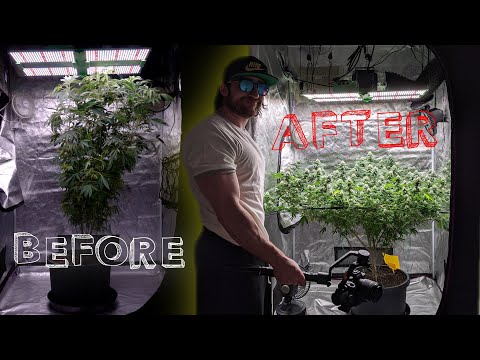 1 PLANT TRANSFORMATION GUIDE | HOW I GREW 