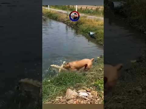 Dog Faces Off Against a Crocodile