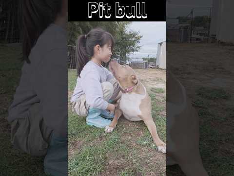 【ピットブル】育て方で天国と地獄 #ピットブル #子守犬 #大型犬のいる生活