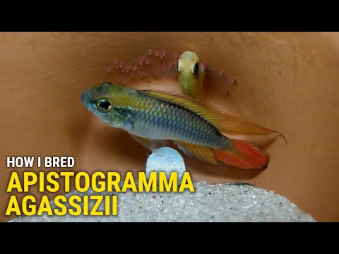 How I Bred Apistogramma Agassizii at Home In this video I'll cover my approach to breeding and raising Apistogramma Agassizii.  I'll explain t