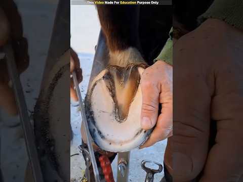 Horse Nail Cutting! #shortvideo