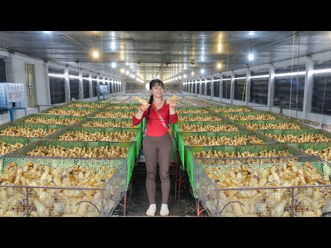 Buy Lots Of Duckling And Use 3-Wheeled Truck Goes To Market Sell For Villager - Raising Pigs, Ducks