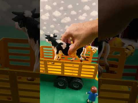 COW, DONKEY AND HORSE BEING TRANSPORTED / VACA, JUMENTO E CAVALO SENDO TRANSPORTADOS