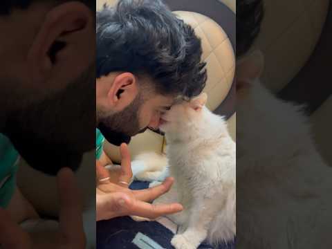 Rani ne fart maara ? ๐คง #ashortaday #tranding #minivlog #cat #viralshort